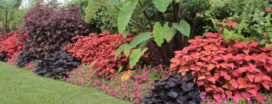 a garden bed with low dark foliage and pink flowers, mid-height orange-red foliage, and tall green large-leaf plants