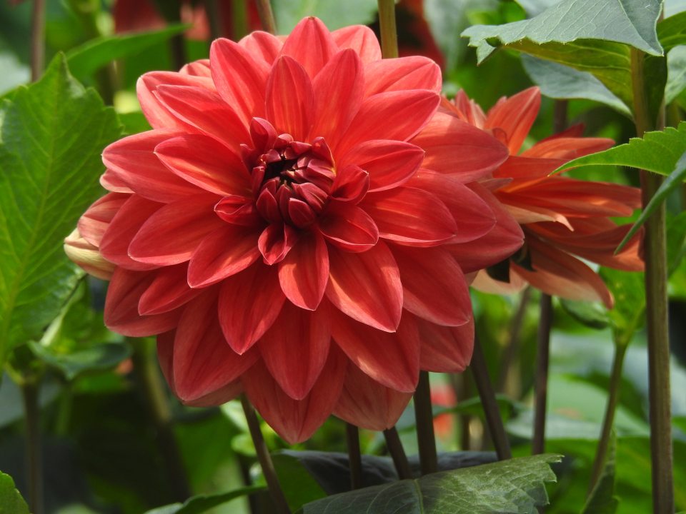 close up of large red dahlia
