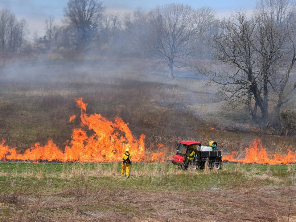 controlled fire burning in a meadow