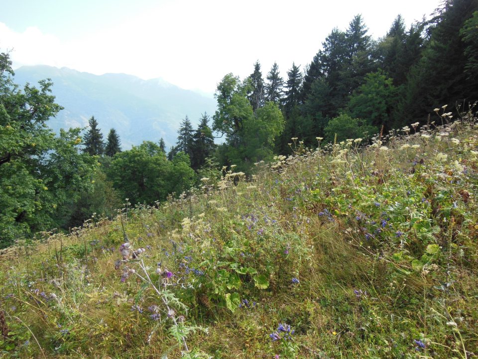 grassy meadow with mountains in background