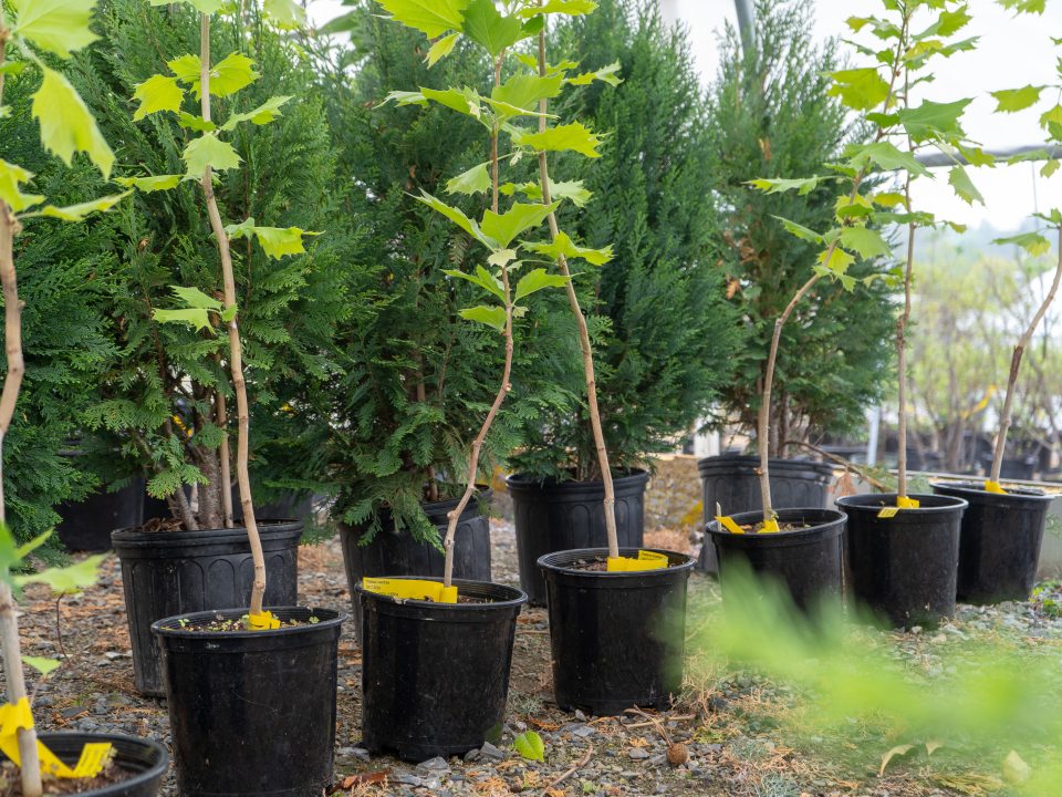 young sycamore plants in pots