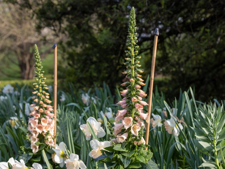 landscape image of a garden bed with two foxglove plants that are half in bloom