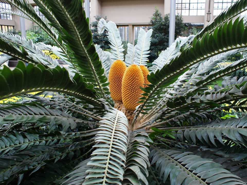 large plant with green palm like leaves and yellow cones in the center