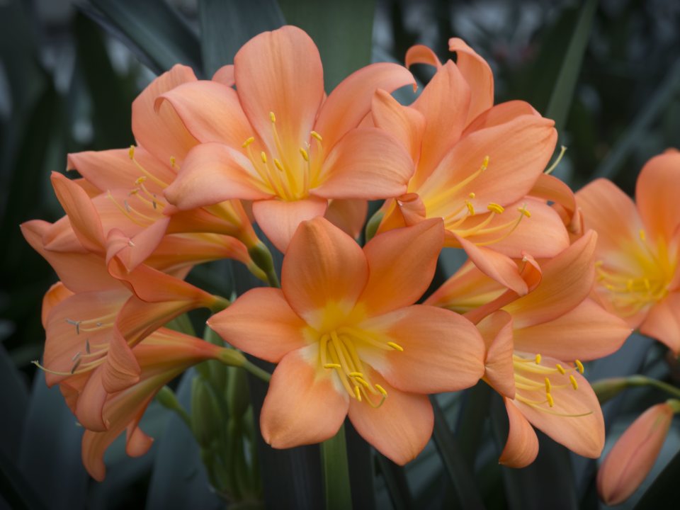 a grouping of orange clivia blooms 