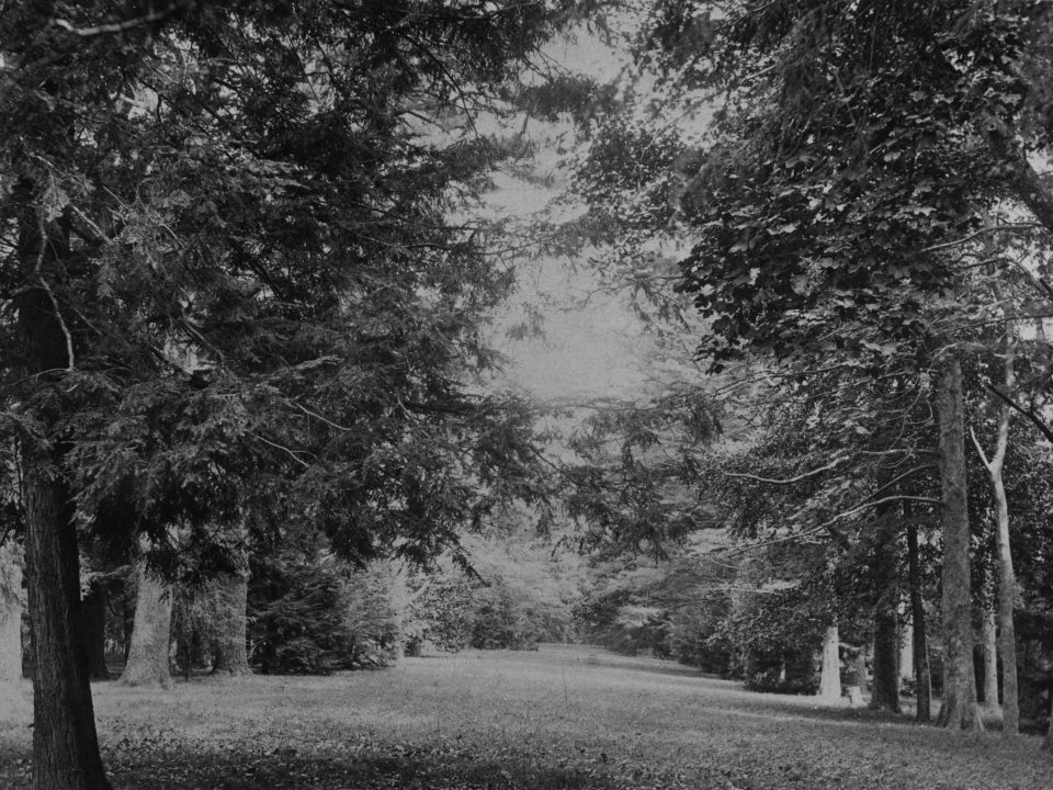 a scanned black and white photograph of a lawn lined with with tall trees 