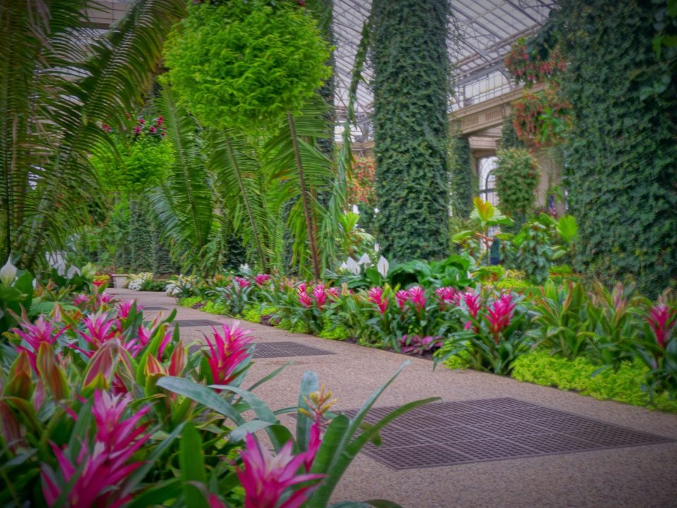 indoor conservatory with large palm leaves and pink flowers lining the path