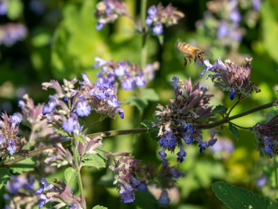 close up of small purple flowers with a bee flying near one bloom