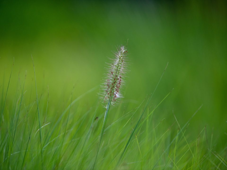single grass seed head in green grass