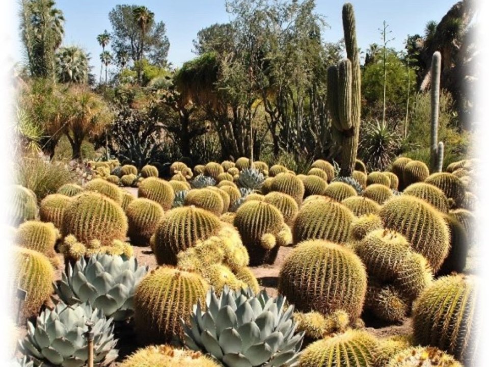 dozens of round yellow cacti on the ground