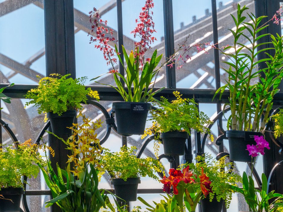 a variety of orchids in pots on a lattice backdrop