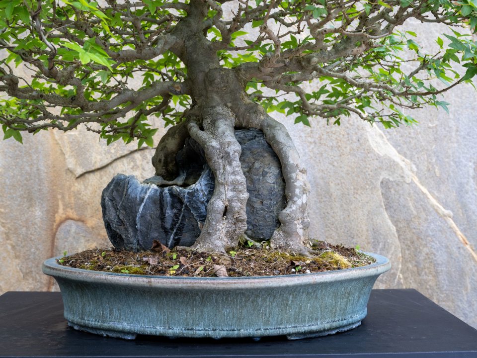 image of a bonsai tree in a blue pot and gray rock in its roots