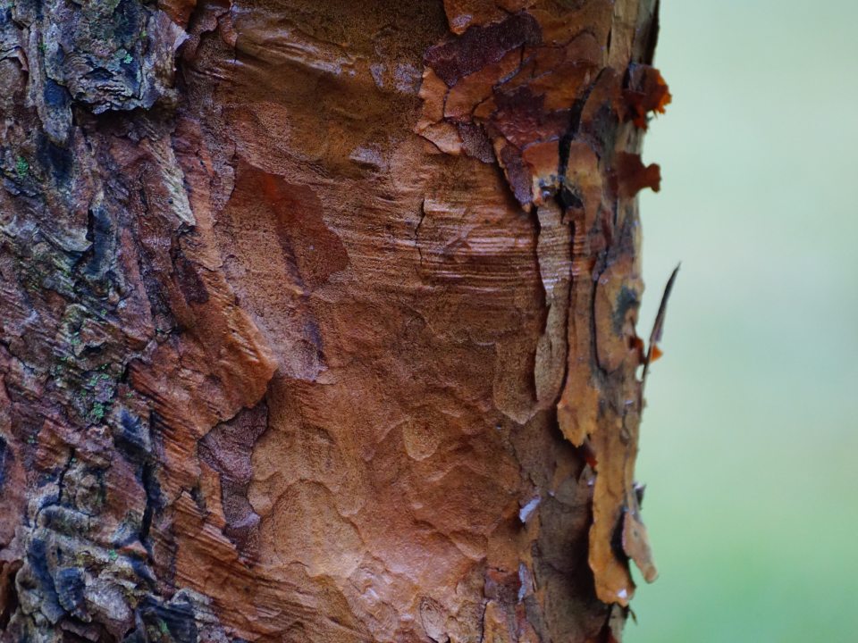 close up of the bark of a paperback maple tree 