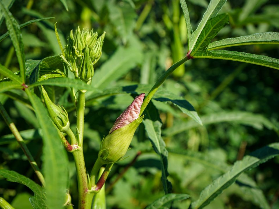 a close up image of okra growing in a garden