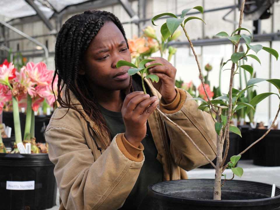 a person in a tan jacket working with leaves of a potted plant