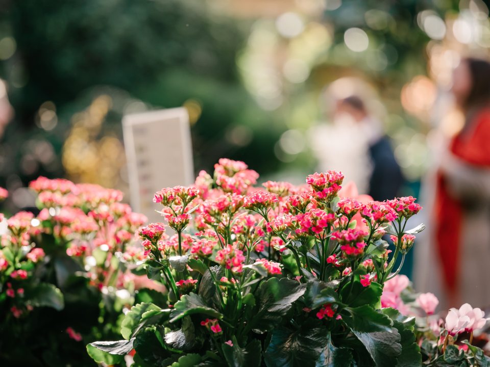 pink flowers in front with a blurry background