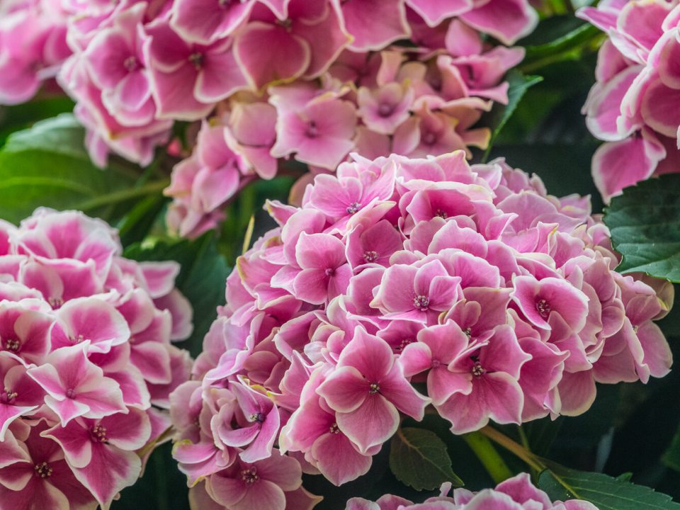 a close up image of pink and white hydrangea blooms