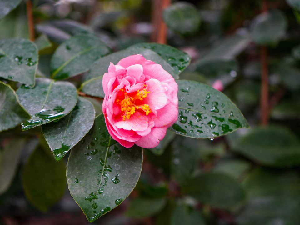 A pink camellia flower in bloom with many green leaves around it