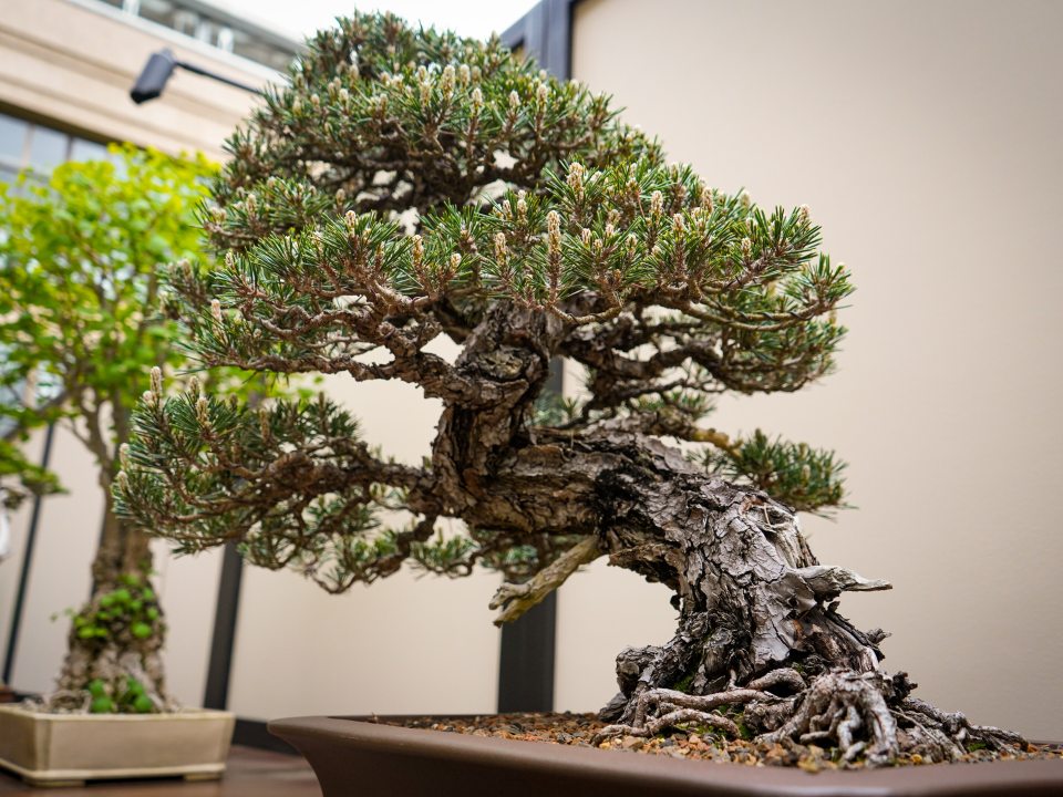 a bonsai tree in a square pot 