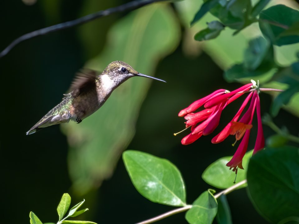 A brown and white hummingbird in air approaching a pink flower. 