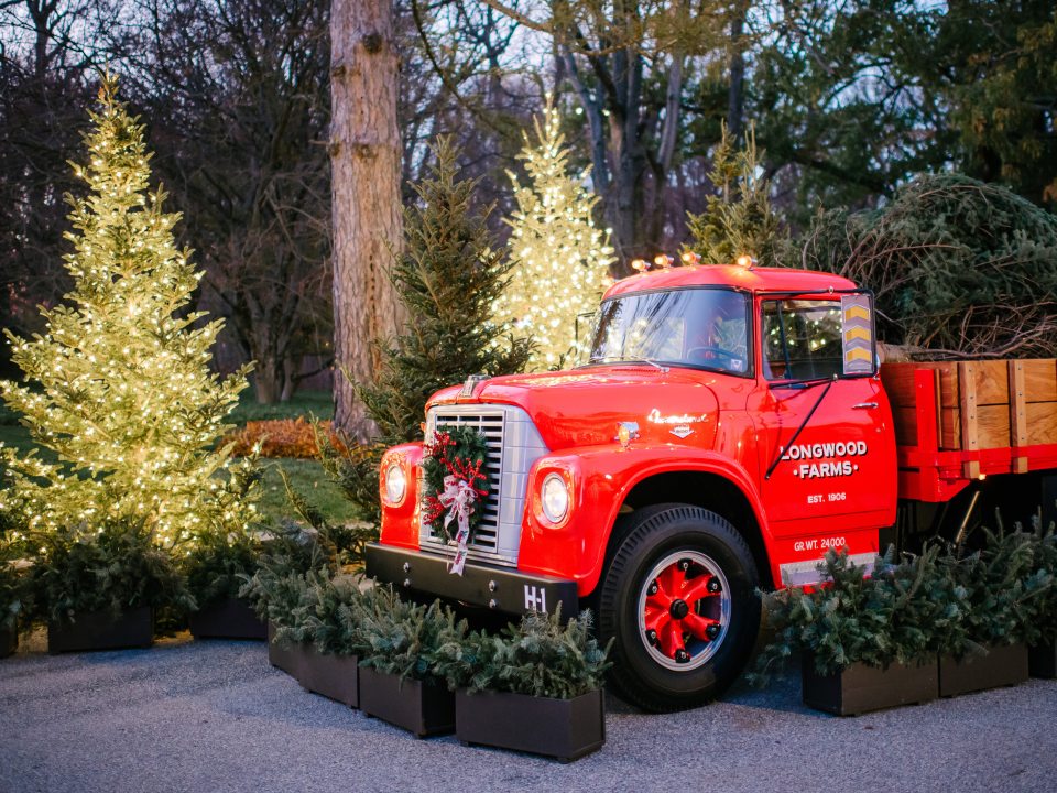 A vintage red pick up truck holding several evergreen trees in the bed. 