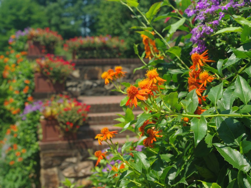 A stone staircase in the background with orange flowers in the foreground.