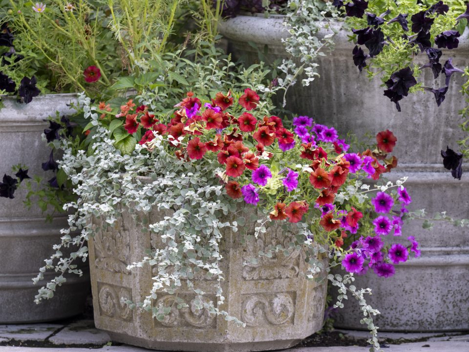 A stone plant container with red and pink cosmos overflowing out of the pot. 