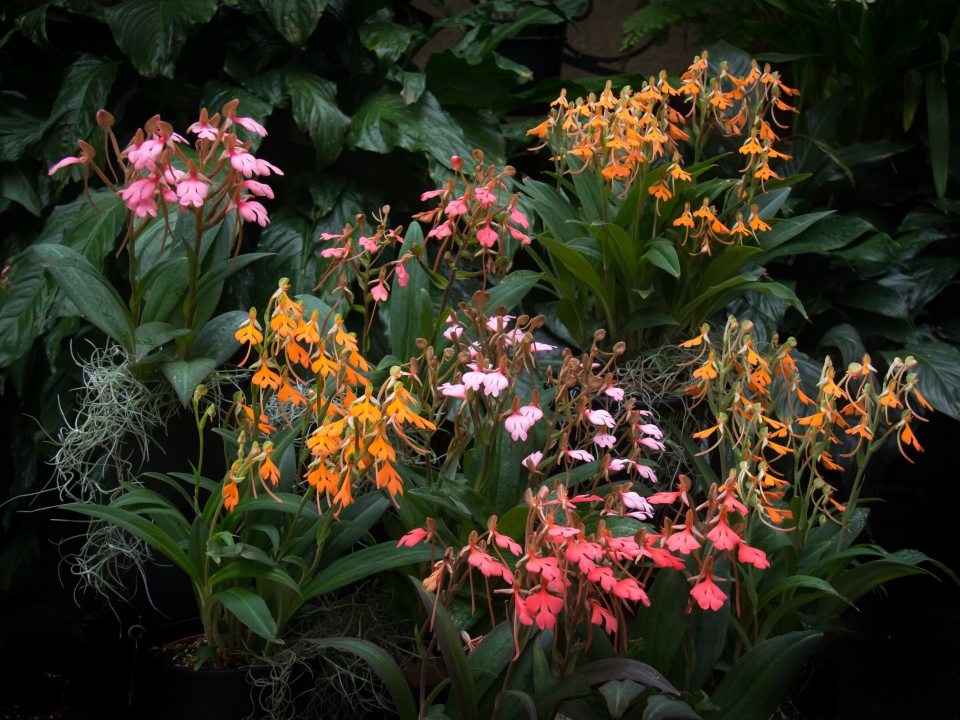 Pink and orange Habenaria flowers against a black backdrop.