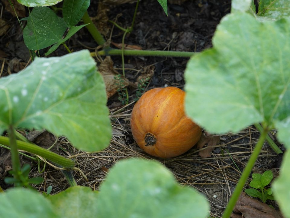 An orange squash growing on the vine in a garden.