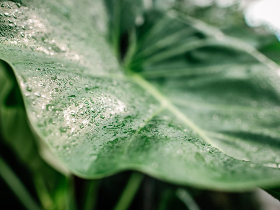 A close up of a large green leaf with a light mist of water on top.