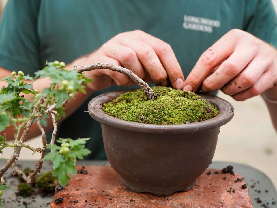 A person potting a bonsai in a brown pot topped with moss.