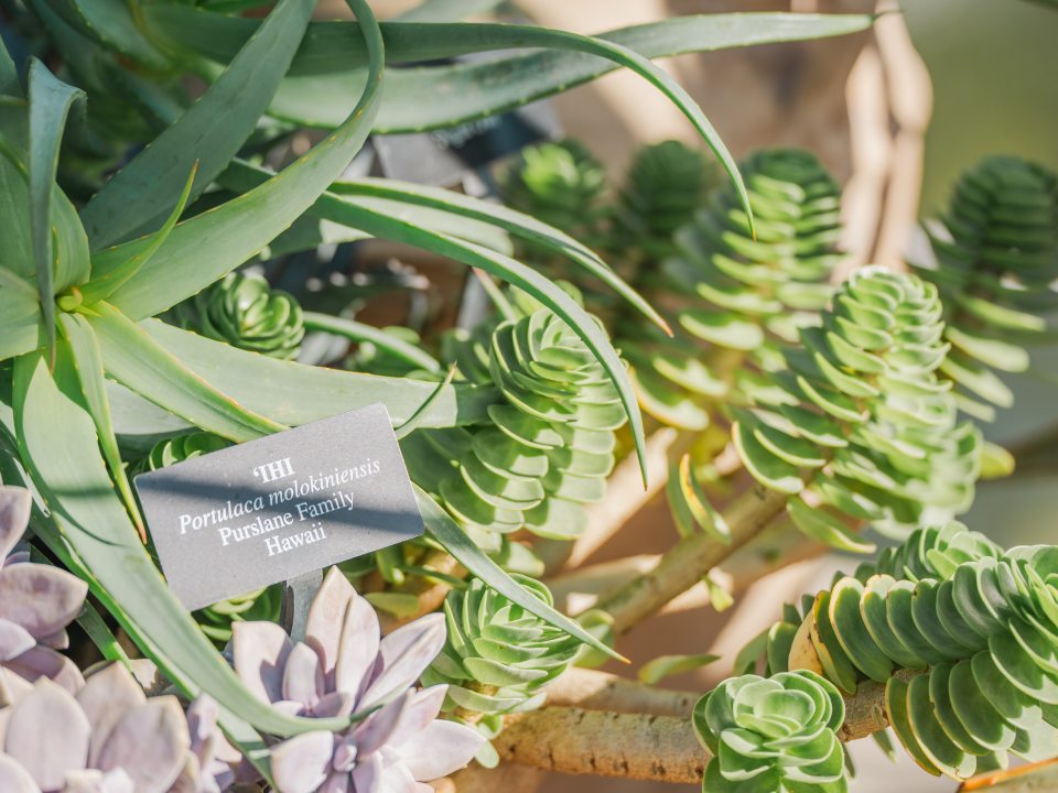 Upclose leaves and foliage of a tropical plant.
