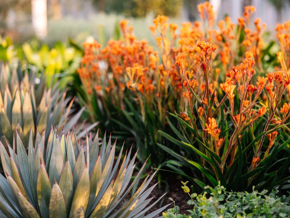 Bright orange flowers growing next to an agave plant in a garden bed.