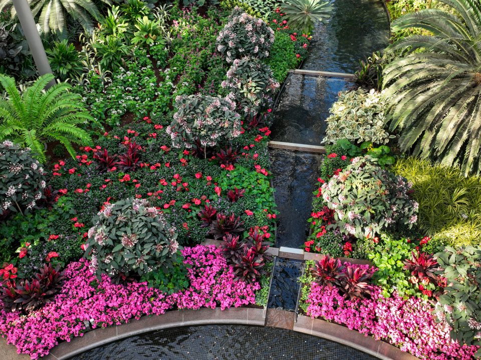 An overhead image of the East Conservatory at Longwood Gardens, featuring bright pink flowers, ferns, and palms. 