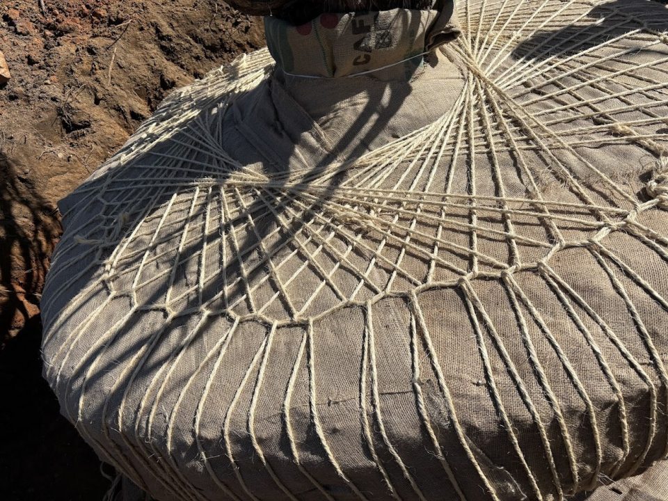 The base of a large tree, wrapped in burlap and thick twine.