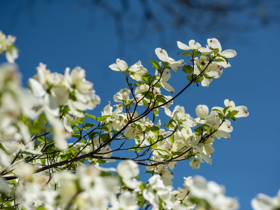 White flowers blooming on the branch of a dogwood tree.