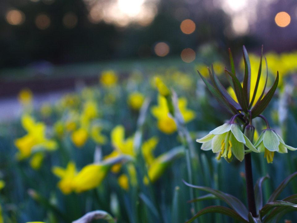 Blurry yellow flowers on a hillside at dusk.