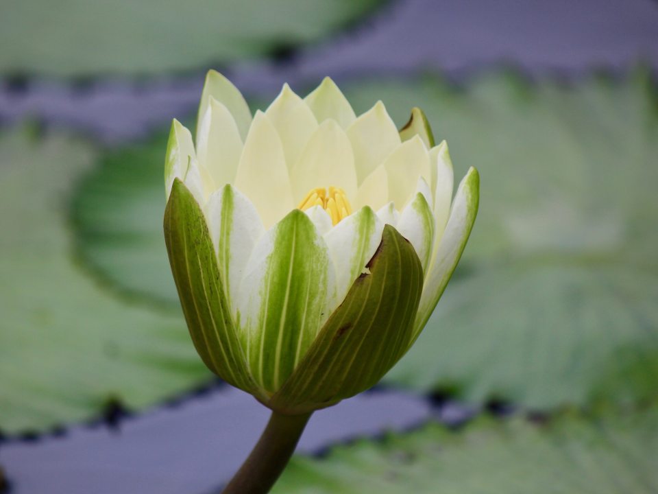 An almost unfurled white waterlily growing in a pool, surrounded by green leaves.