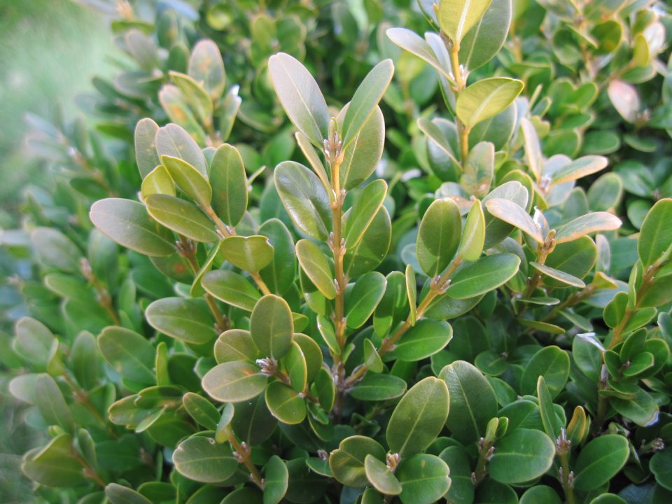 A close up of a boxwood shrub, featuring small light green oval leaves. 