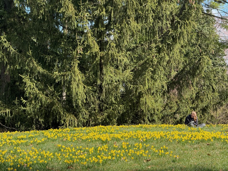 A lawn filled with yellow flowers, set in front of a large evergreen.