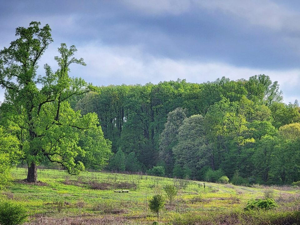 A vista of a meadow garden in summer.