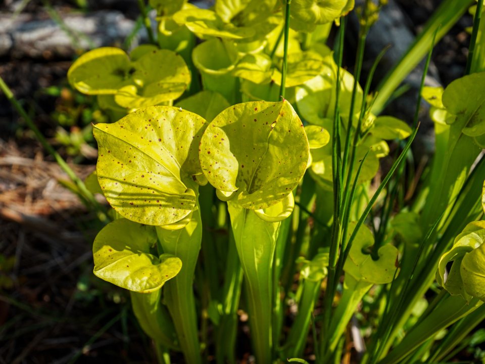 Long lime green carnivorous plants, shaped like tubes with flared out tops.