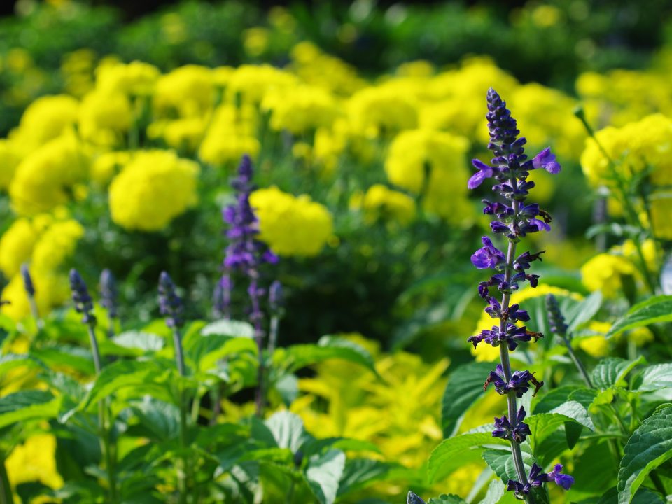 Tall purple triangular flowers in front of large yellow flowering shrubs. 