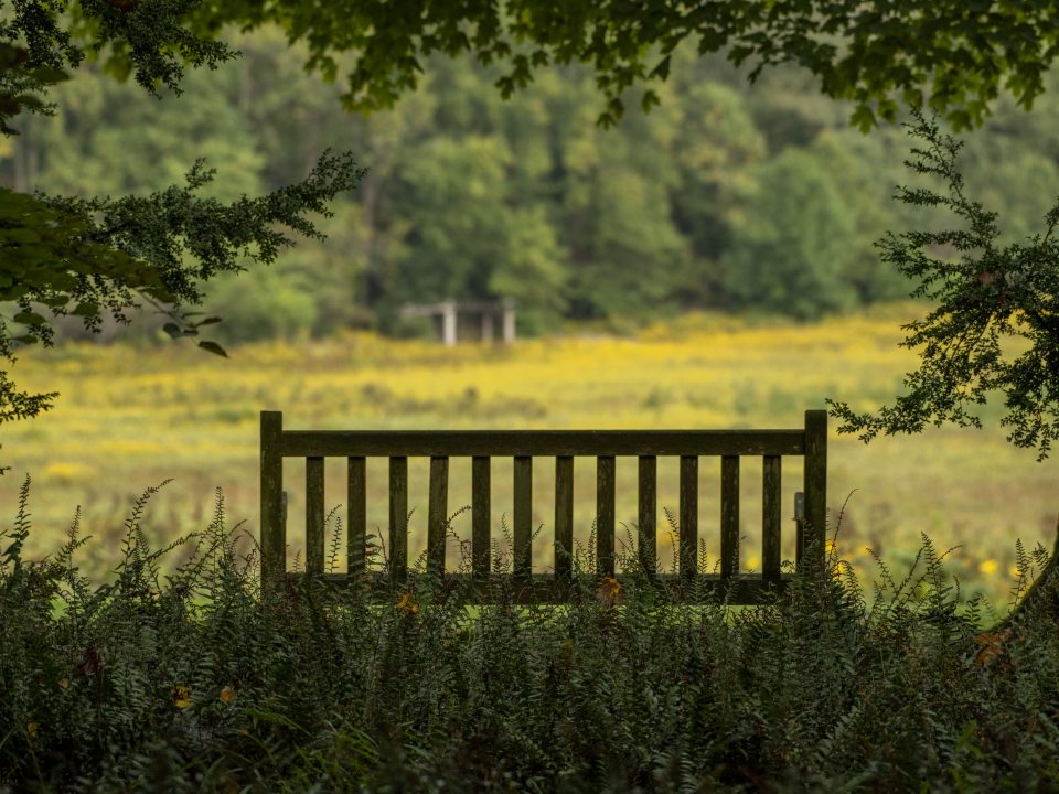 A wooden bench, in the shade, overlooking a meadow in summer.