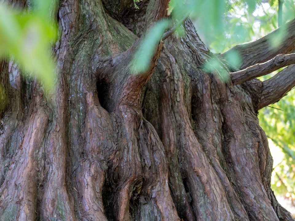 A close up of the trunk of a large redwood tree, featuring dark brown and wavy like lines running up and down the tree. 