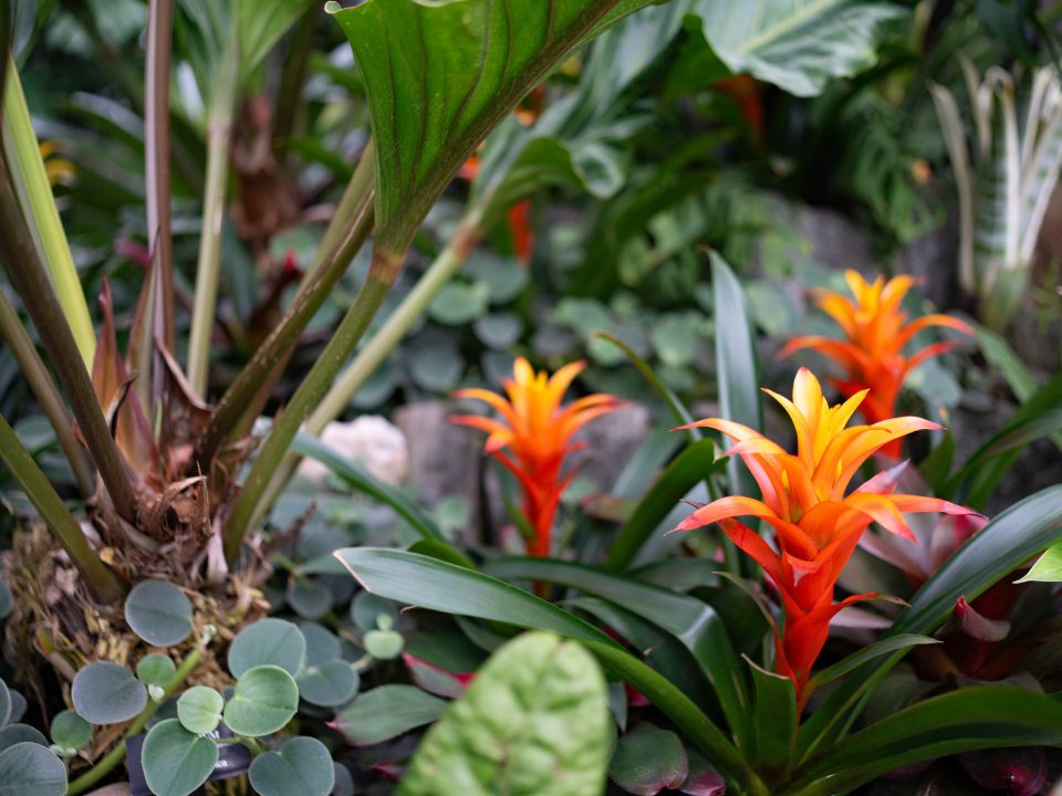 Tropical plants in many varieties growing in a garden bed. 