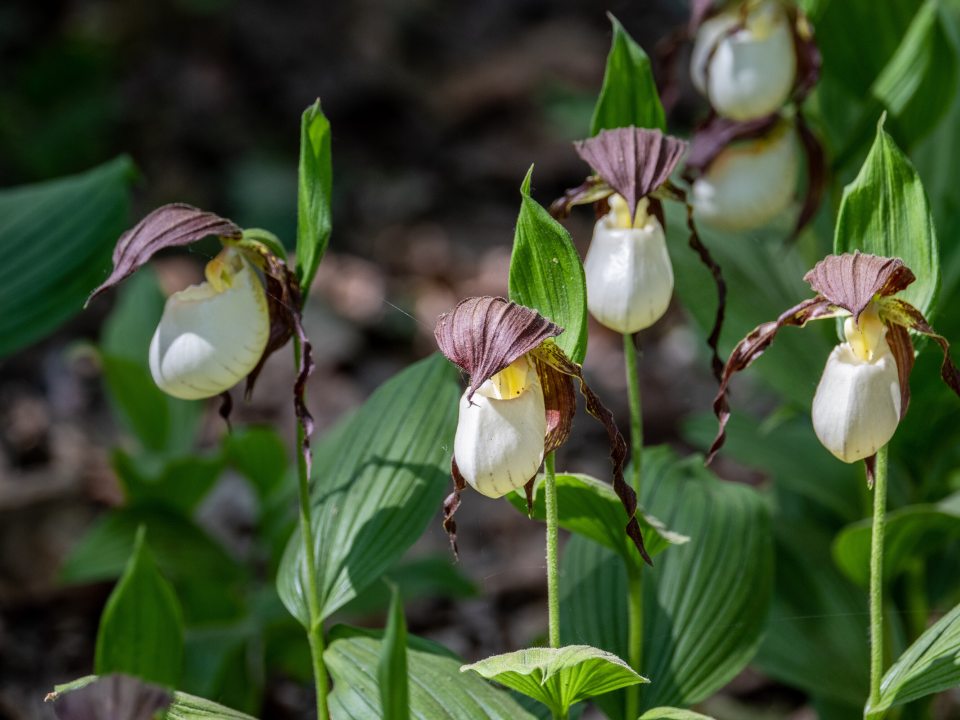 A cluster of white lady's slipper orchids, each with a large, white, pouch-like petal and dark, reddish-brown, twisted sepals and lateral petals. The orchids grow on slender stems amidst broad green leaves in a wooded, sun-dappled setting.