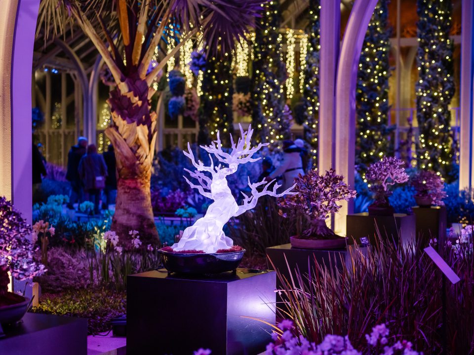 A completed, translucent crystalline bonsai tree sculpture glows with bright white light on a black pedestal at Longwood Gardens. It is displayed alongside real bonsai trees in a conservatory illuminated by purple and blue holiday lights.