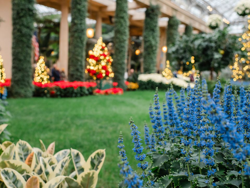 A scenic view of the Orangery during the 2025 Christmas season. The bright blue coleus spikes are featured in the foreground, leading the eye across a manicured green lawn toward glowing Christmas trees and ivy-wrapped stone pillars.