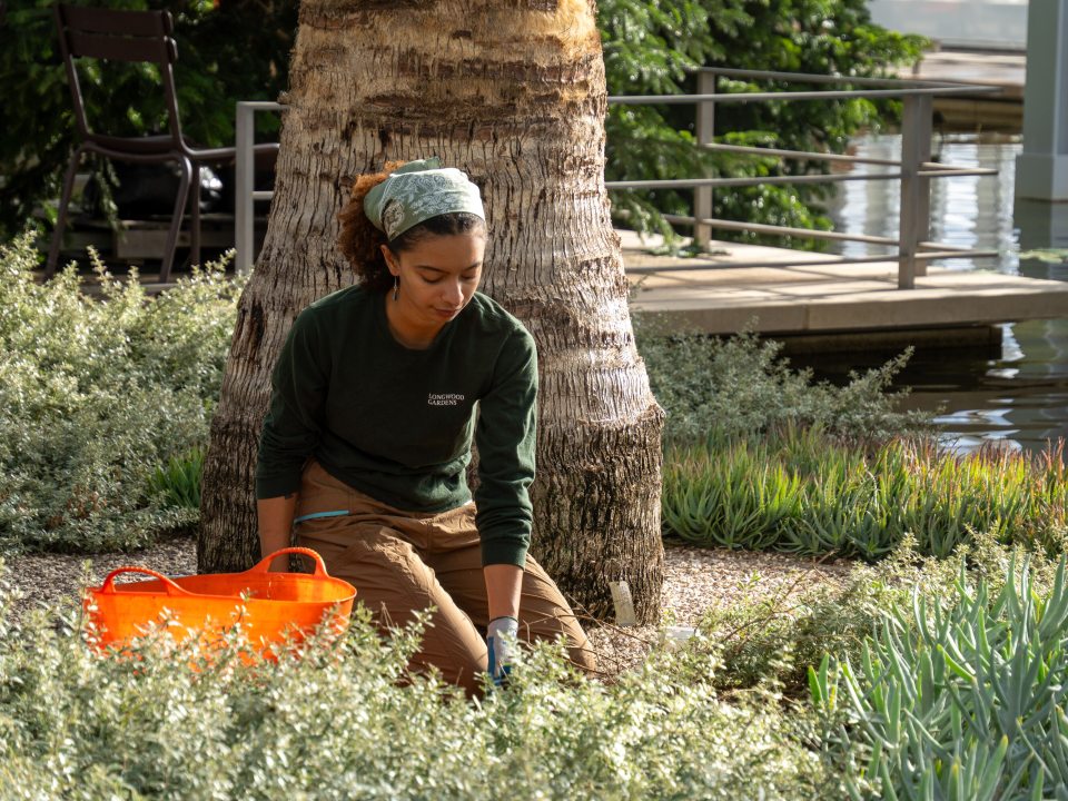 A person kneeling down in a garden bed, with an orange bucket beside them for plant pruning..