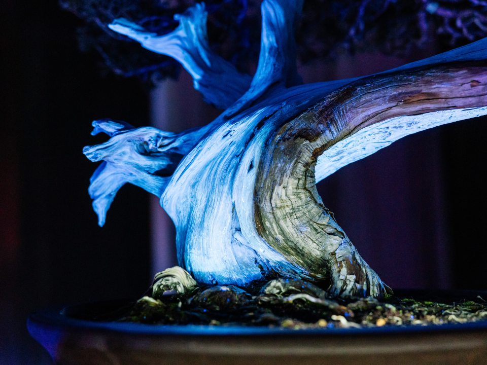 An extreme close-up of a bonsai trunk under UV light. The light reveals the intricate textures, grain, and cracks in the wood, making the trunk appear like a glowing, sculptural landscape of neon blue and violet.